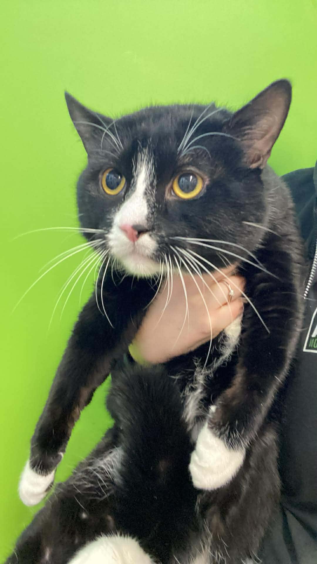 OREO, adopted, Adult Female Domestic Short Hair.