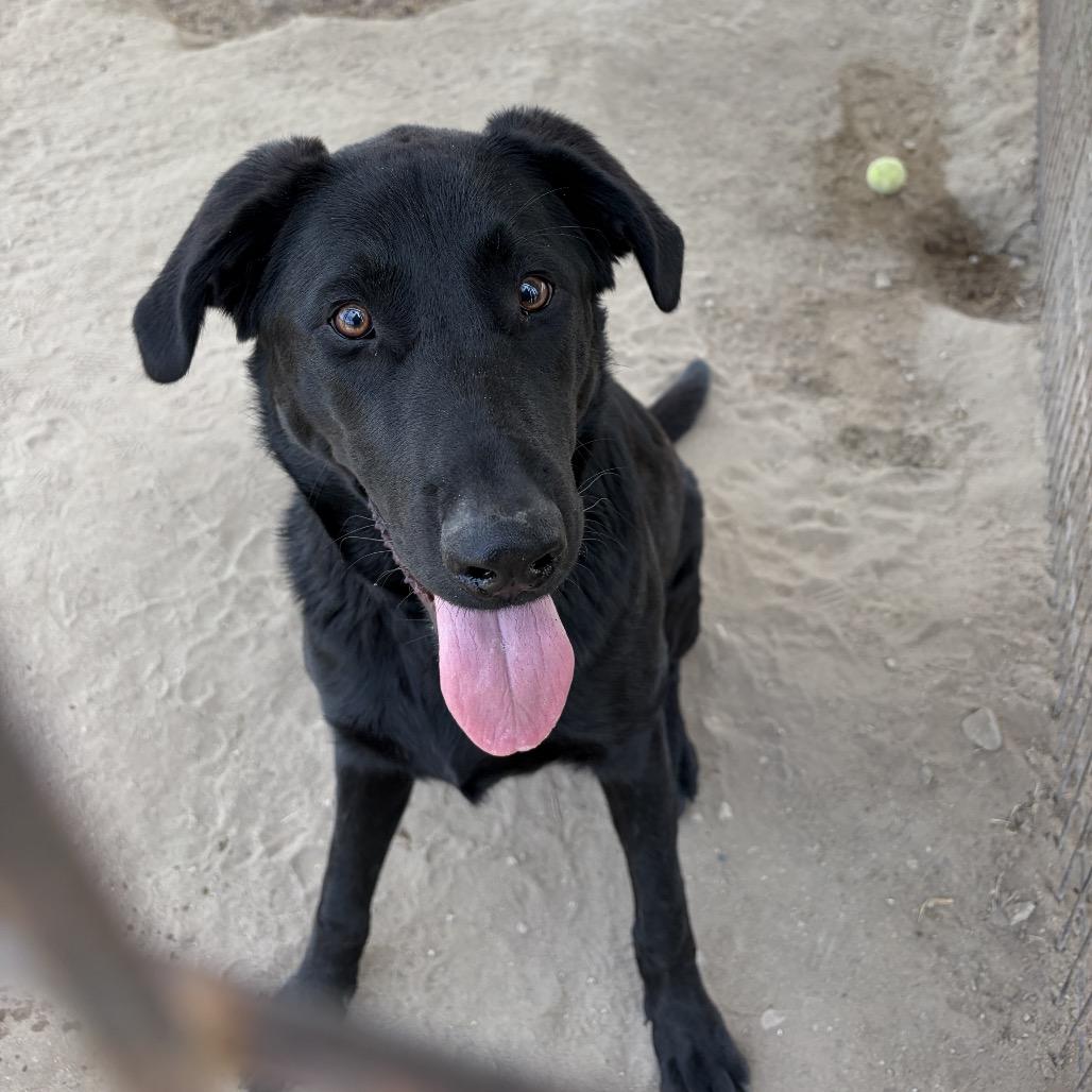 Ollie, ADOPTABLE, Young Male Black Labrador Retriever.