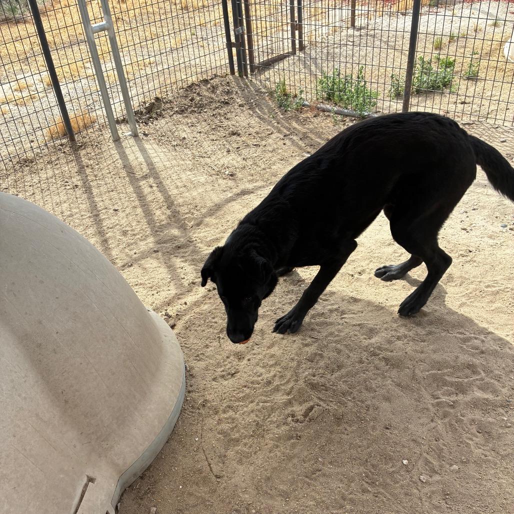 Enlarge Ollie, a ADOPTABLE mixed breed in Fallon, NV image 2/3