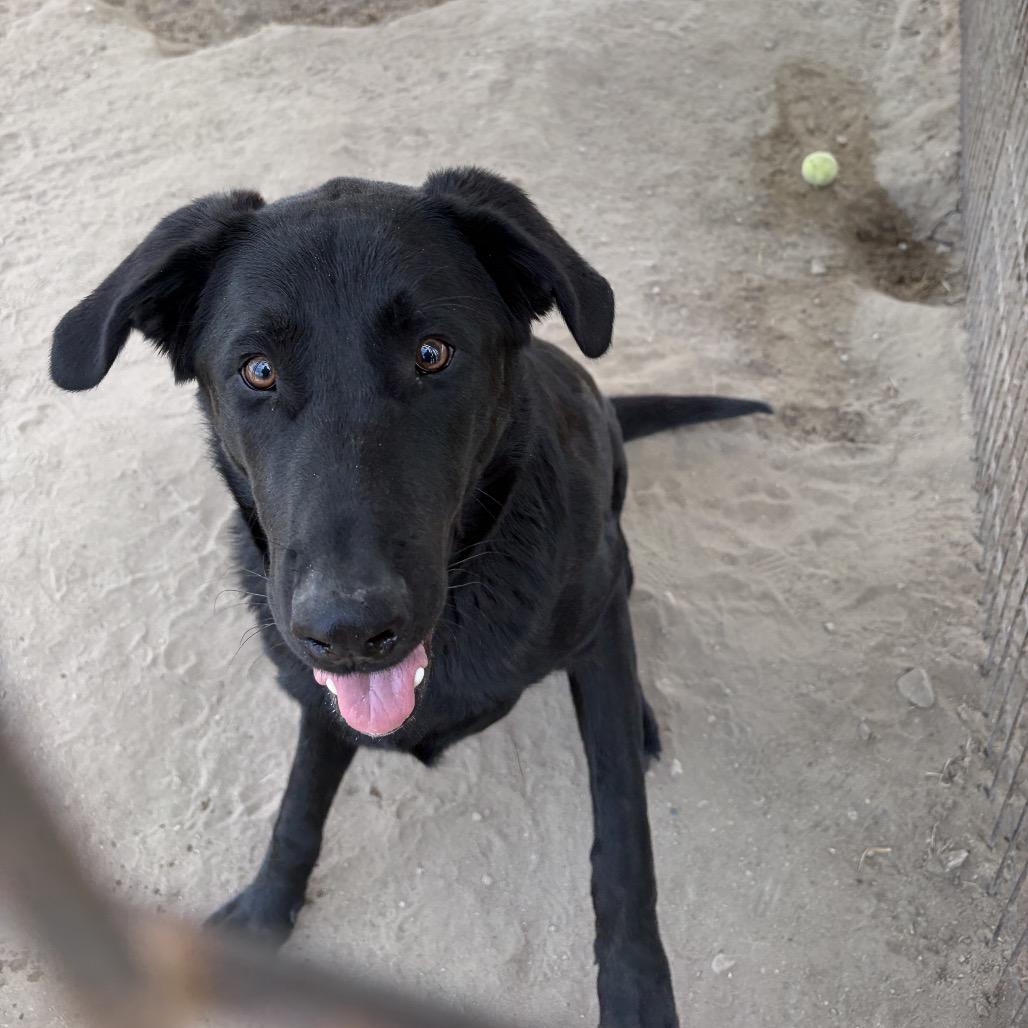 Enlarge Ollie, a ADOPTABLE mixed breed in Fallon, NV image 3/3