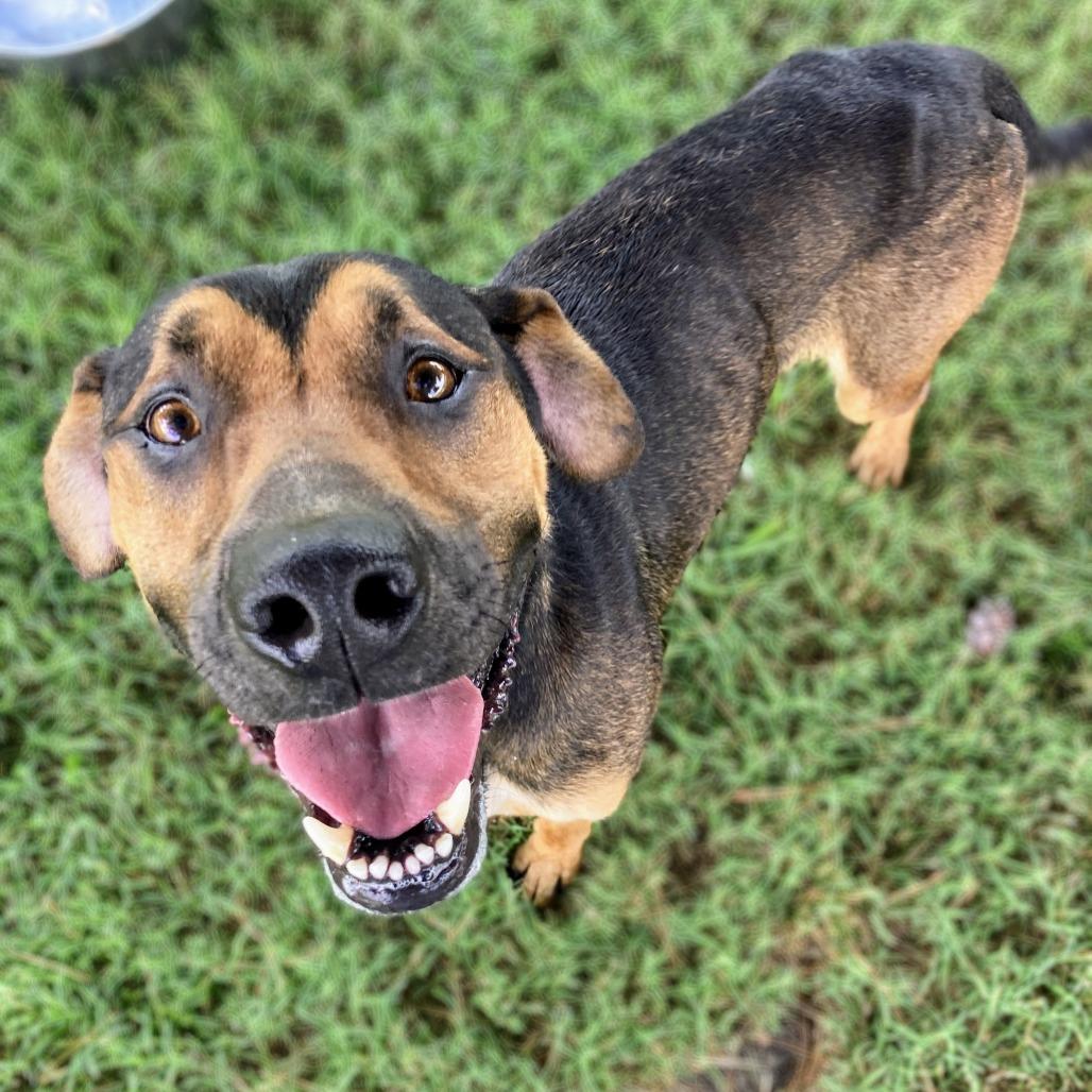 Roni, Adoptable, Adult Male Mixed Breed.