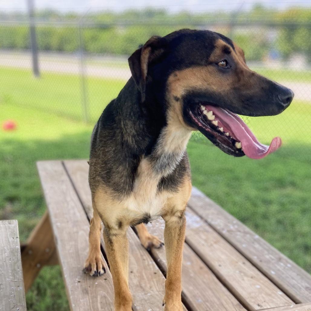 Enlarge Roni, a Adoptable Mixed Breed in Danville, KY image 2/5