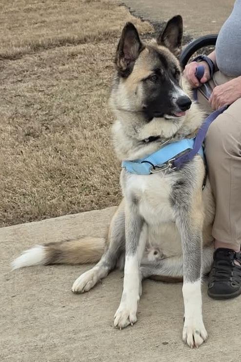 Bear, ADOPTABLE, Young Male German Shepherd Dog & Alaskan Malamute.