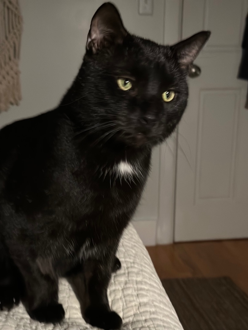 Cicero, Adopted, Young Male Domestic Short Hair.