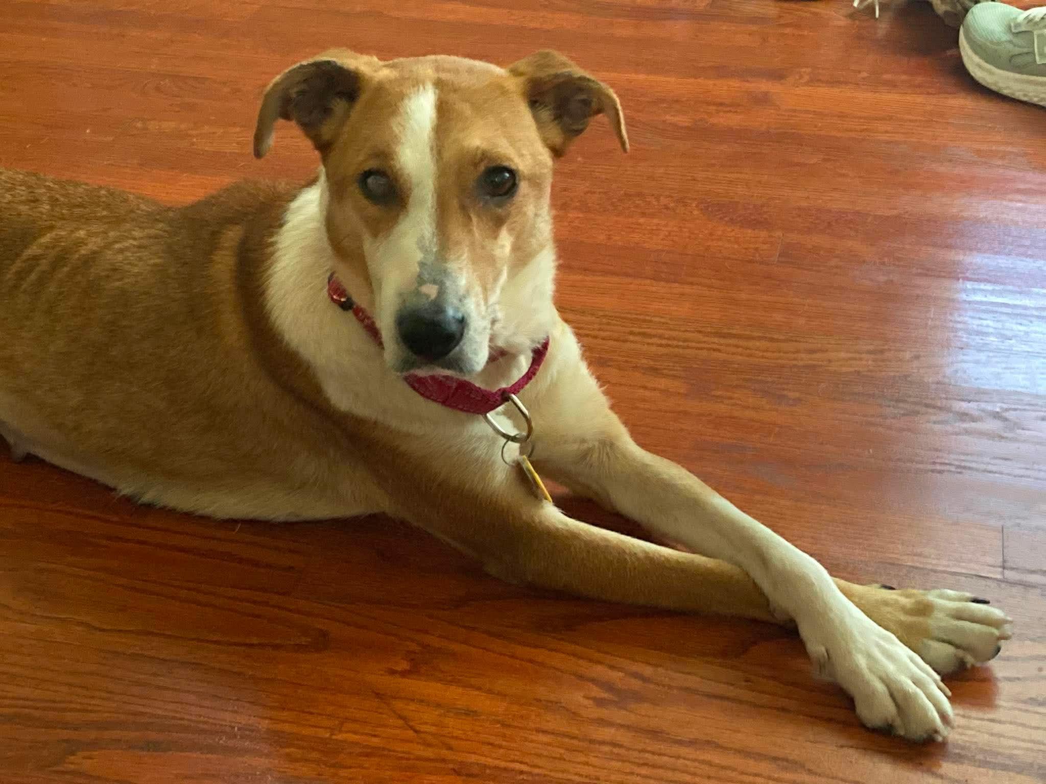 Possum, Adoptable, Adult Female Foxhound.
