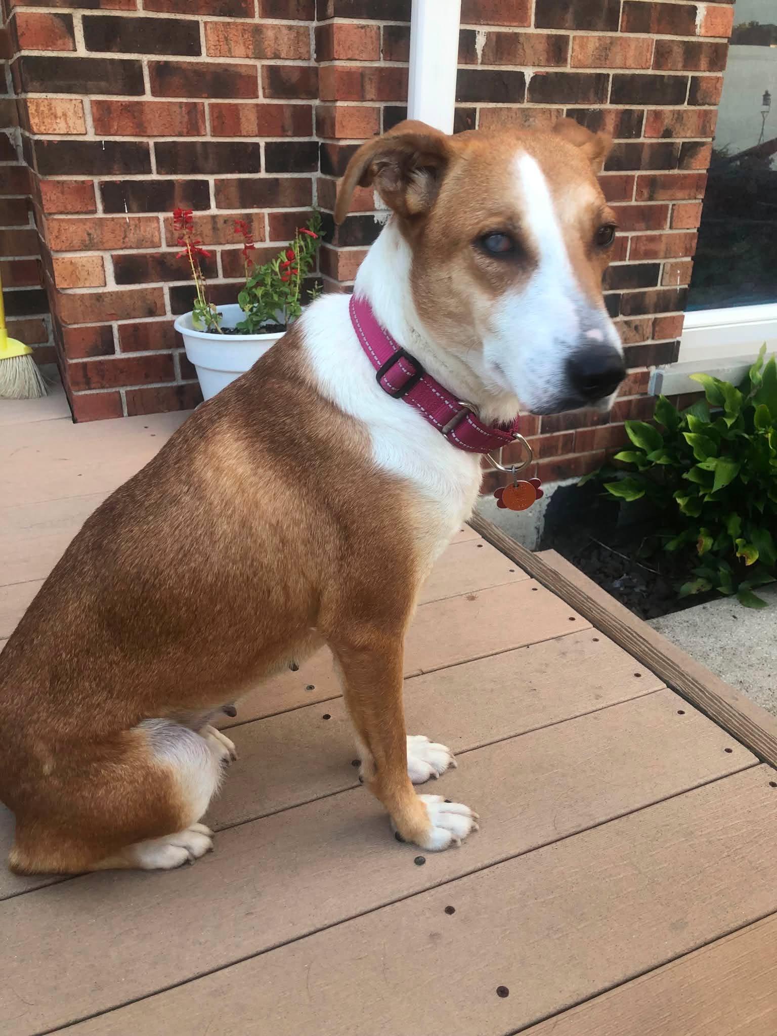 Enlarge Possum, a Adoptable mixed breed in Palos Heights, IL image 4/5