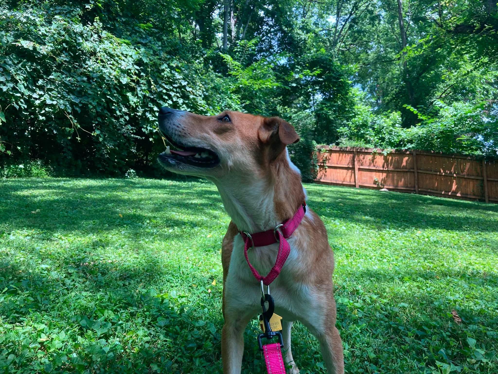 Enlarge Possum, a Adoptable mixed breed in Palos Heights, IL image 2/5