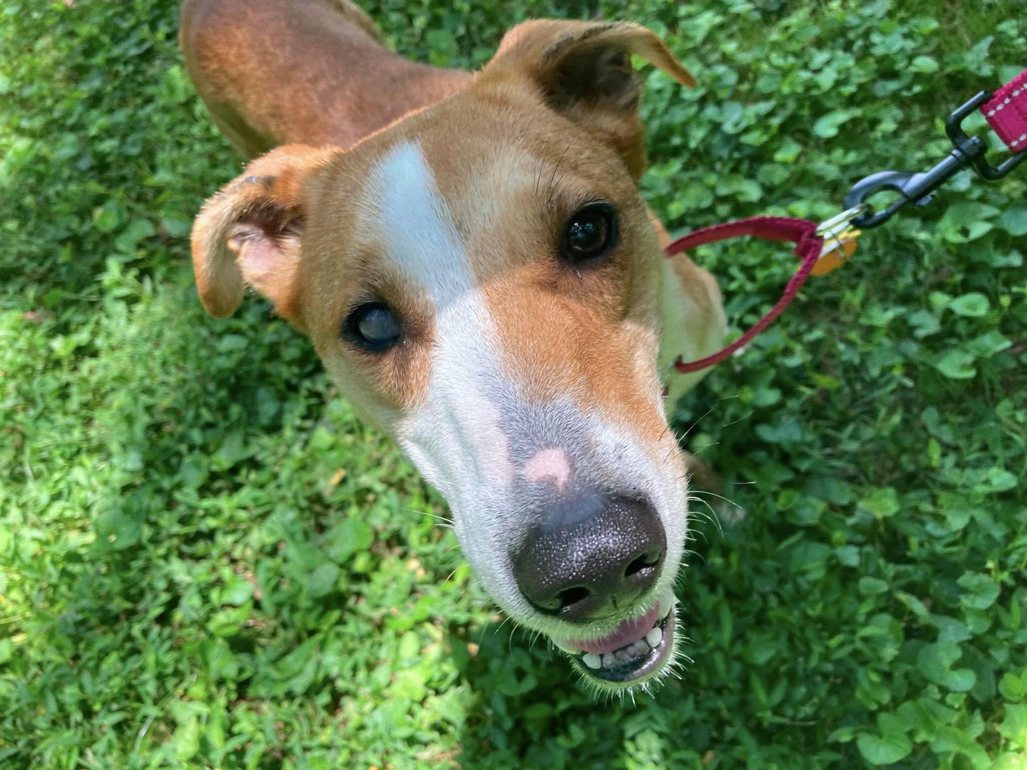 Enlarge Possum, a Adoptable mixed breed in Palos Heights, IL image 3/5