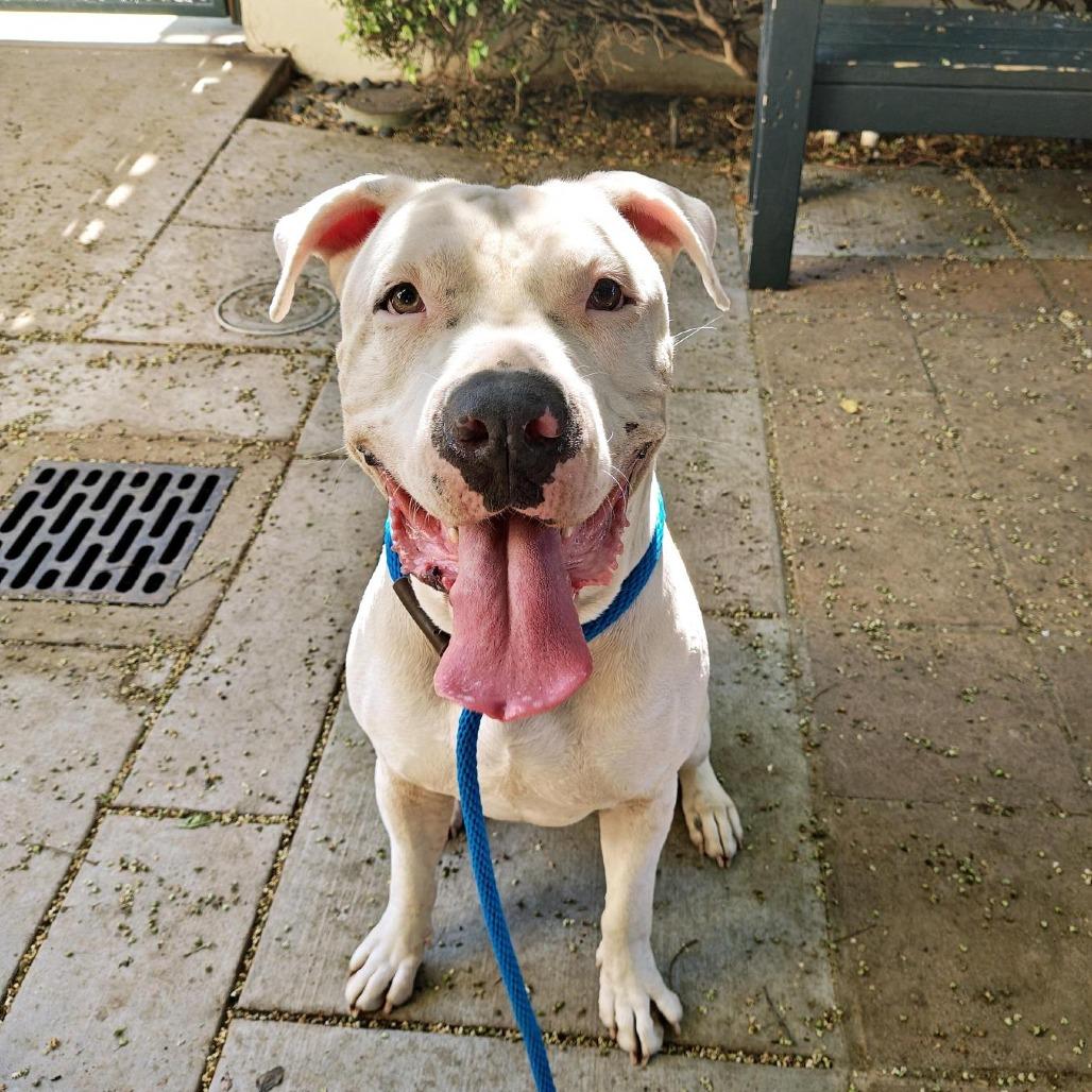 Aron, Adoptable, Adult Male American Staffordshire Terrier.