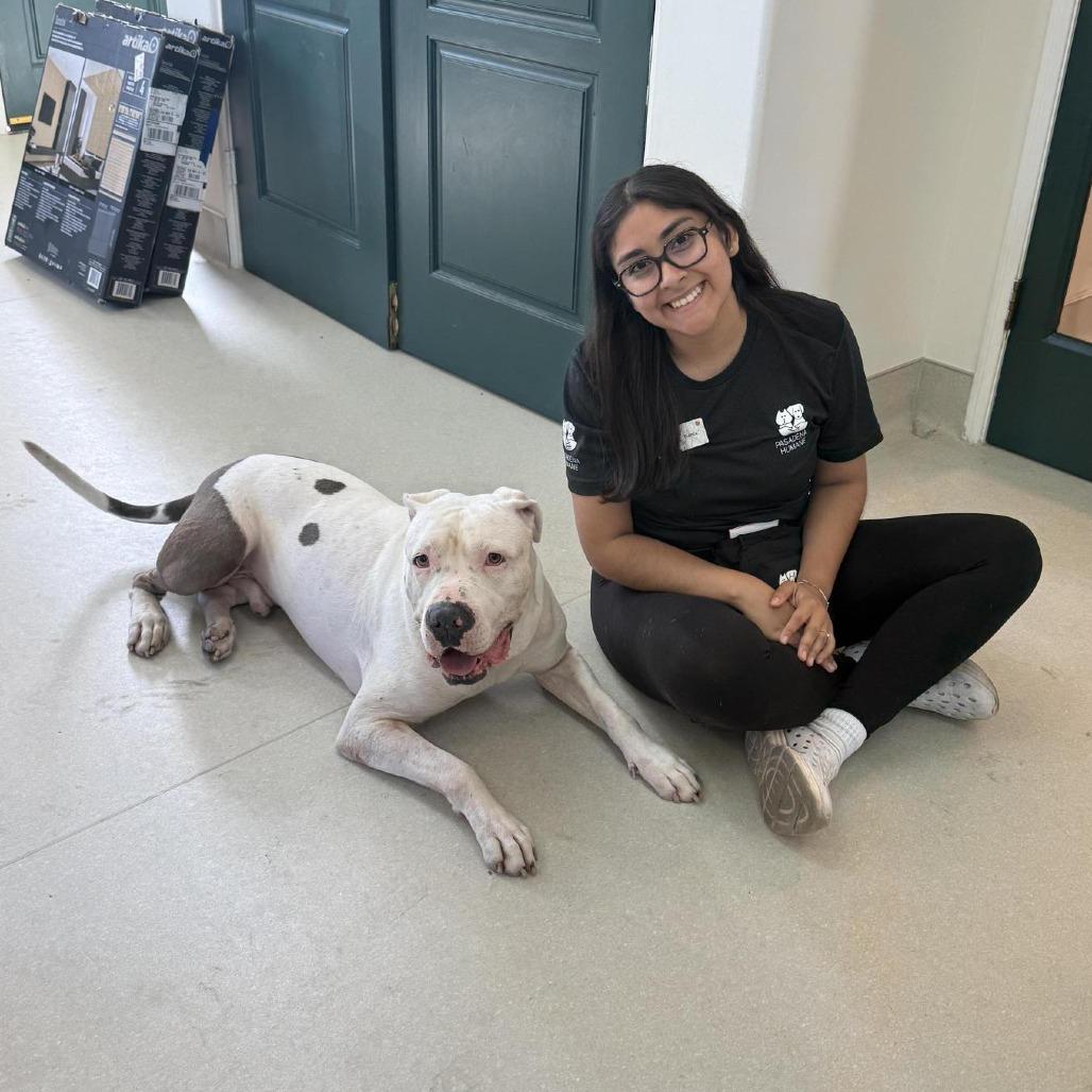 Aron, a Adoptable American Staffordshire Terrier in Pasadena, CA image 2/5