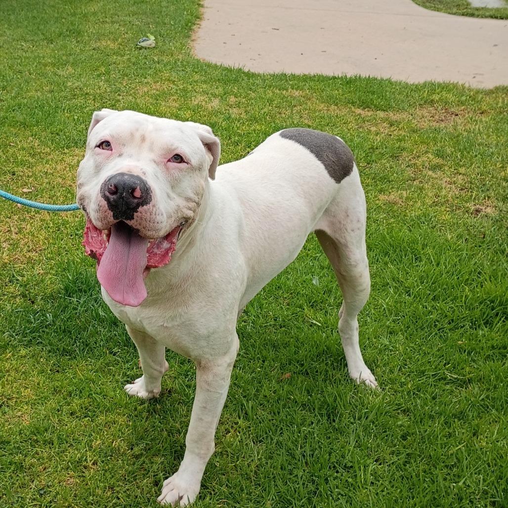 Aron, a Adoptable American Staffordshire Terrier in Pasadena, CA image 3/5