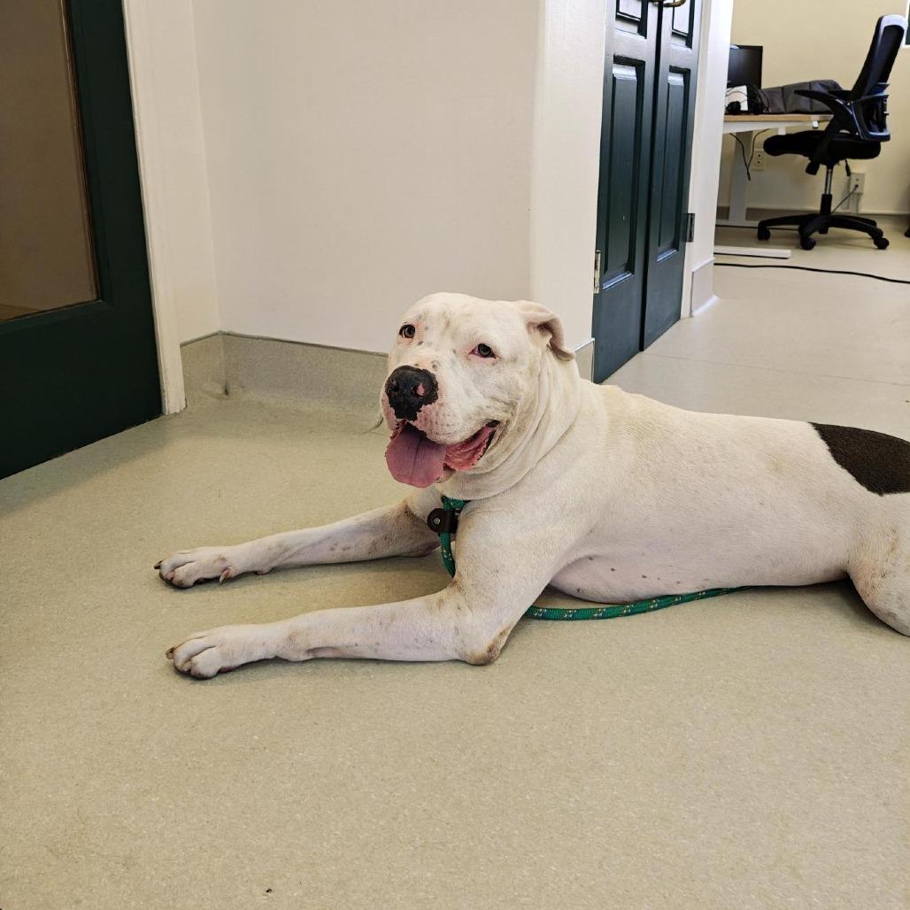 Aron, a Adoptable American Staffordshire Terrier in Pasadena, CA image 4/5
