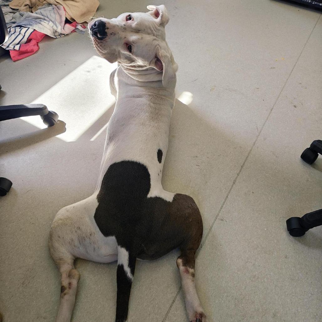 Aron, a Adoptable American Staffordshire Terrier in Pasadena, CA image 5/5