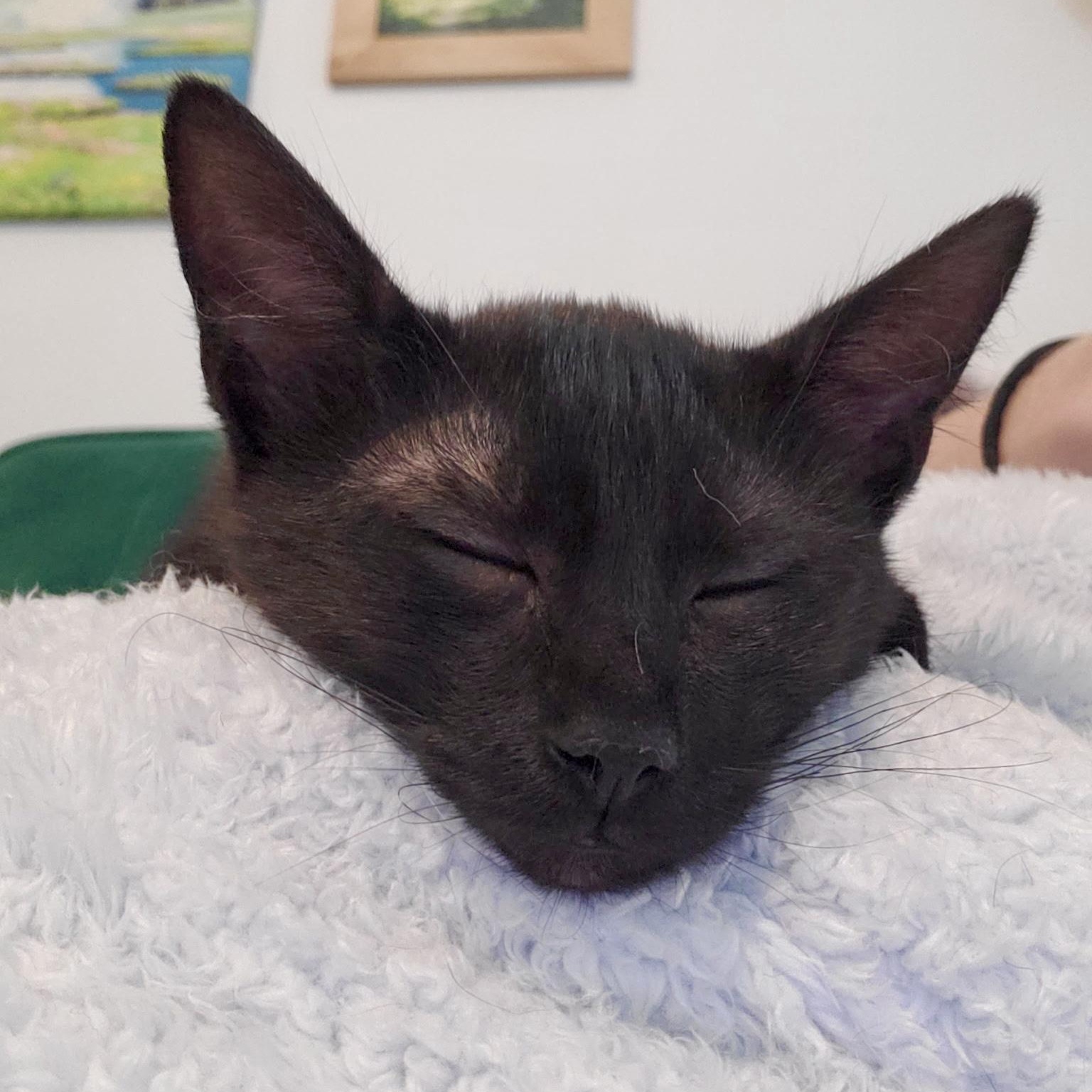 Pitch, a Adoptable Domestic Short Hair in Richmond, VA image 1/6