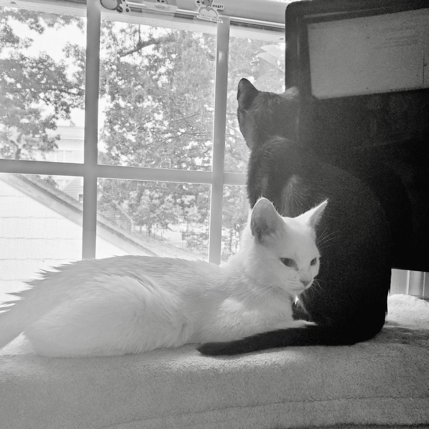 Pitch, a Adoptable Domestic Short Hair in Richmond, VA image 5/6