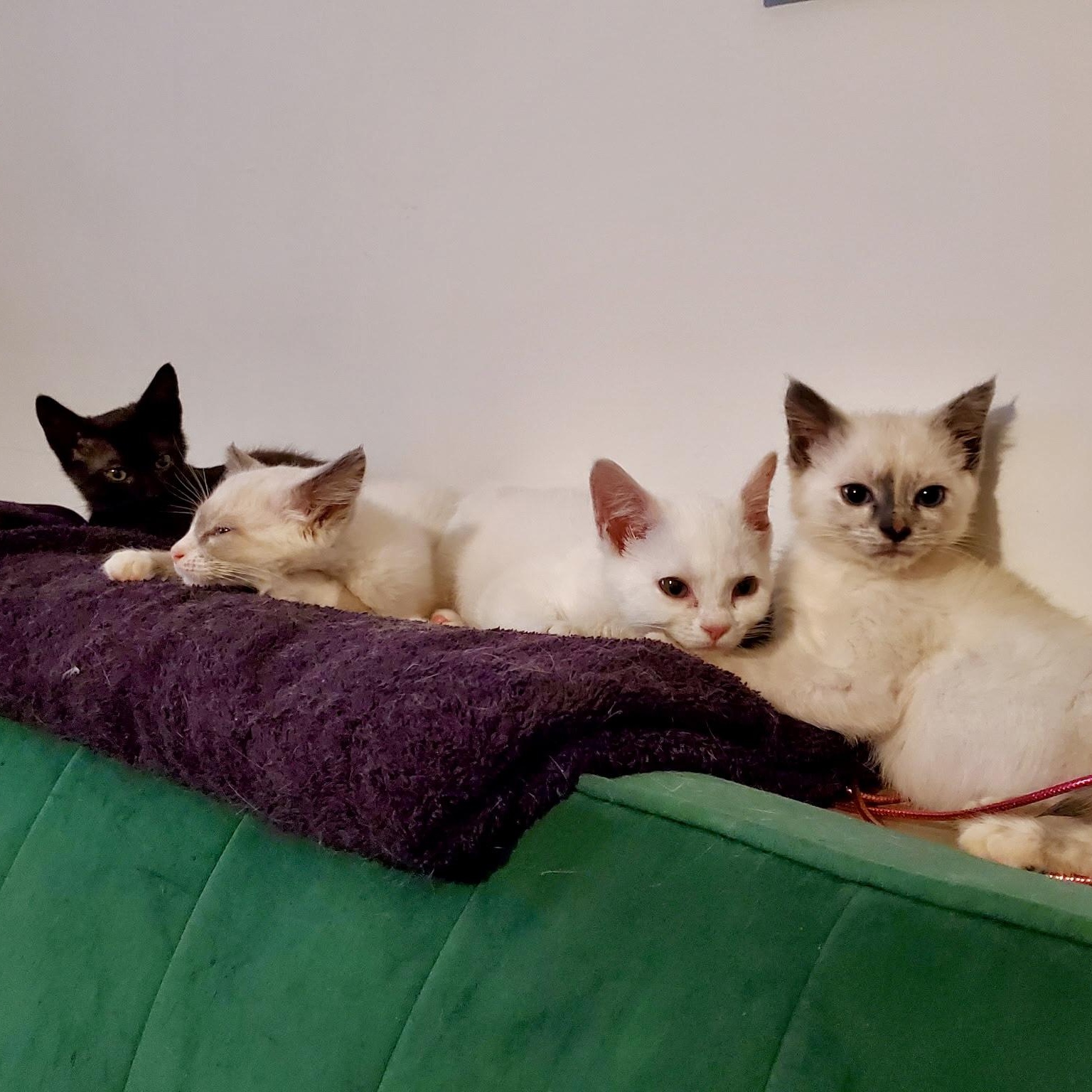 Pitch, a Adoptable Domestic Short Hair in Richmond, VA image 4/6