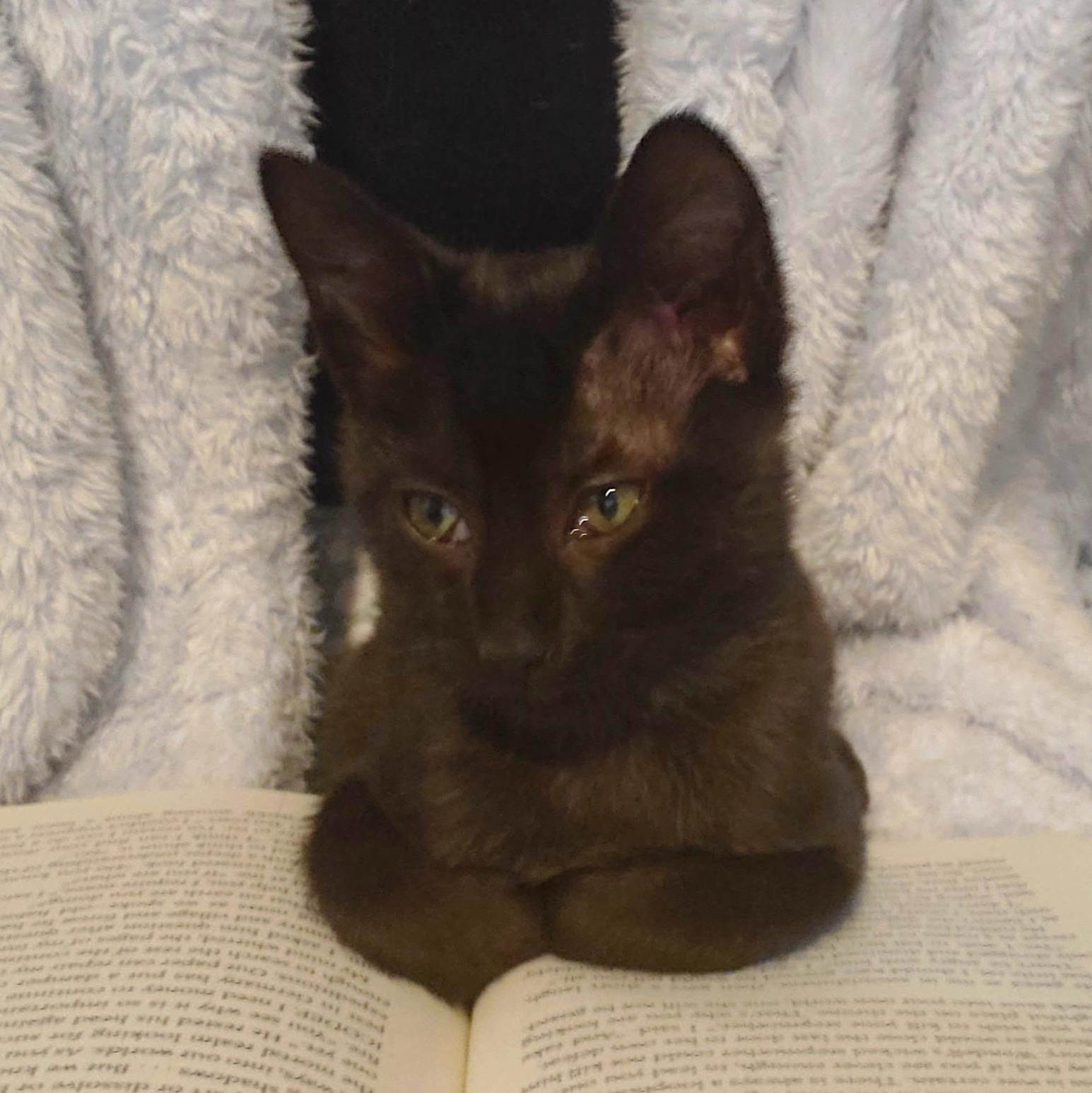 Pitch, a Adoptable Domestic Short Hair in Richmond, VA image 2/6