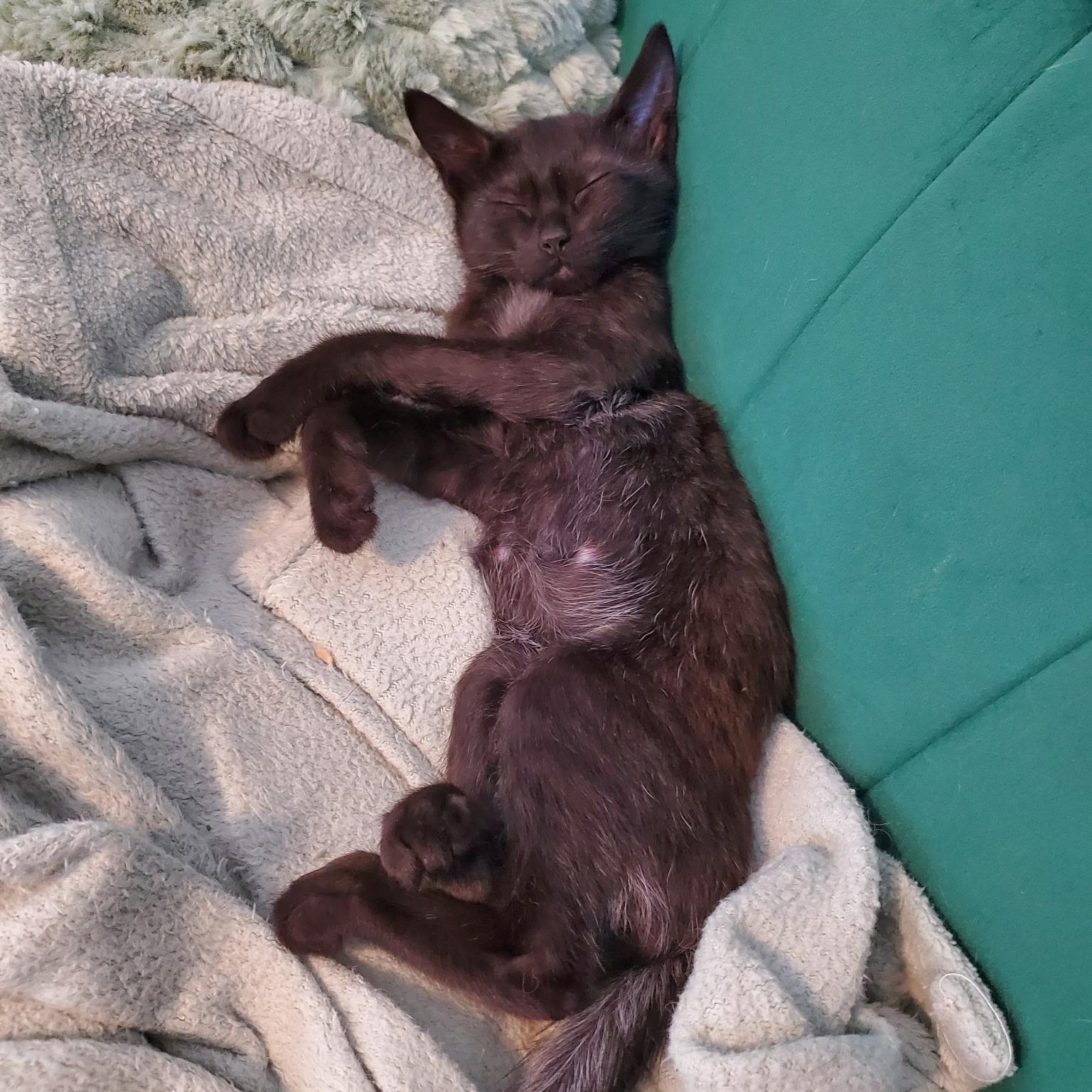 Pitch, a Adoptable Domestic Short Hair in Richmond, VA image 3/6