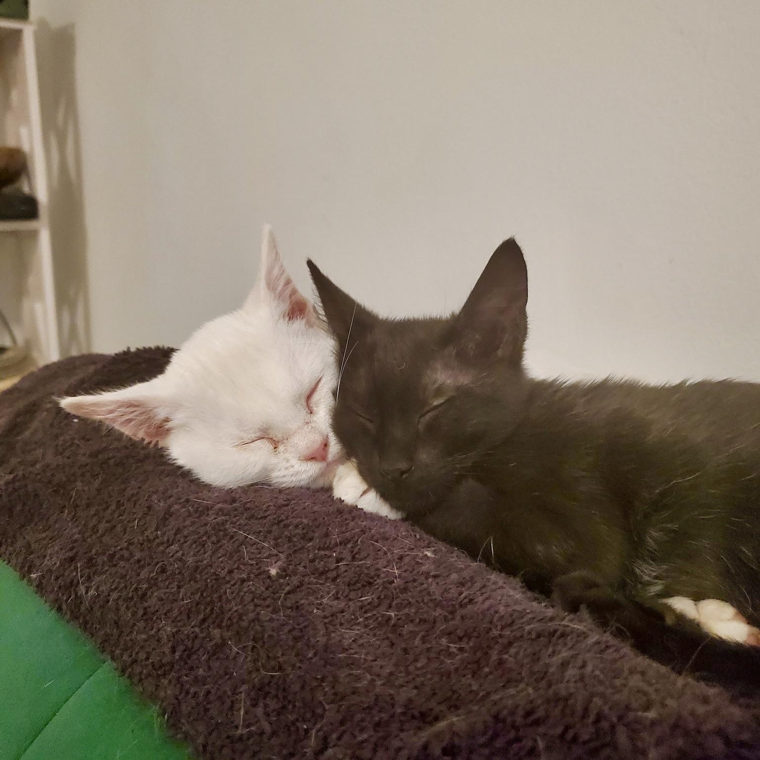 Pitch, a Adoptable Domestic Short Hair in Richmond, VA image 6/6