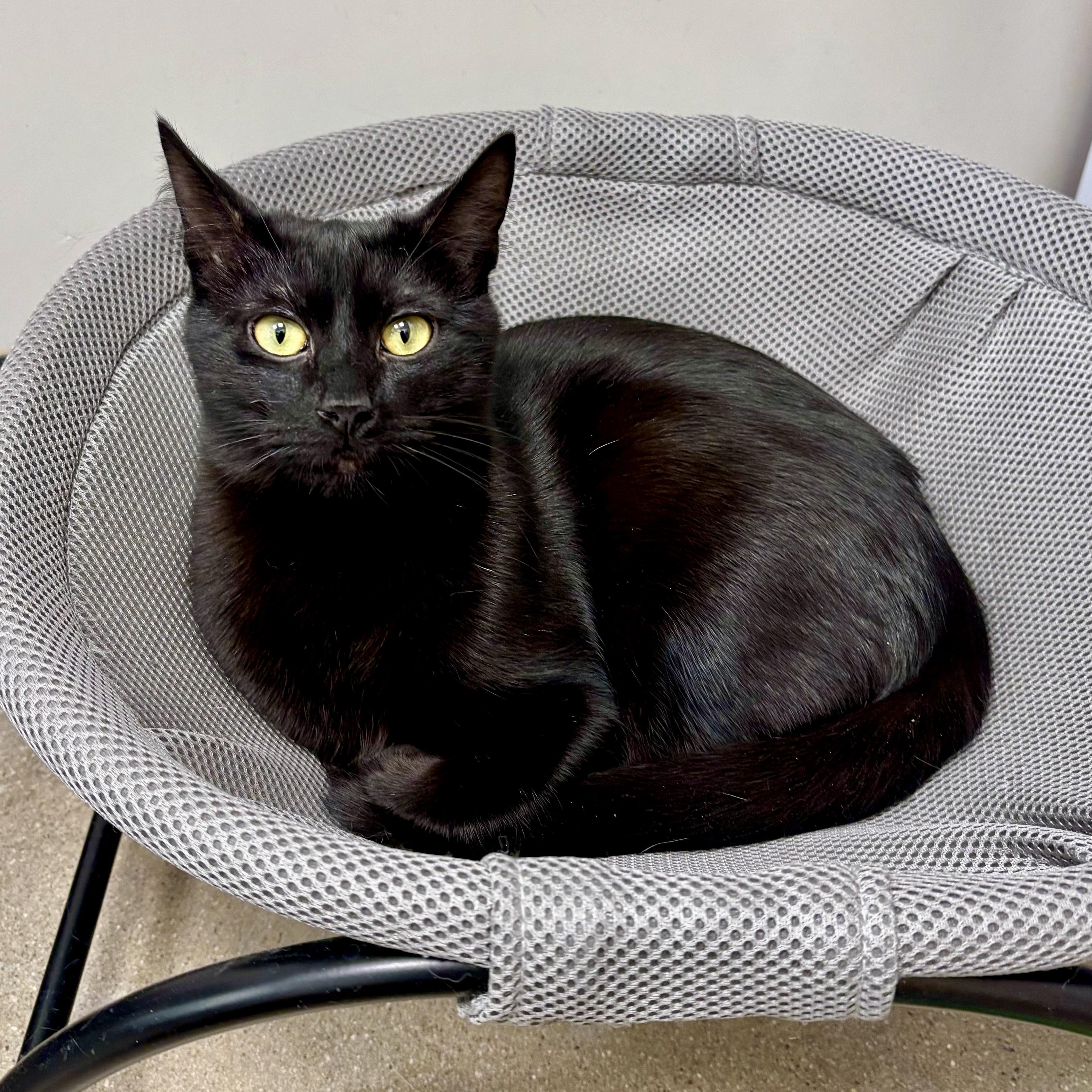 Pitch, Adoptable, Young Male Domestic Short Hair.