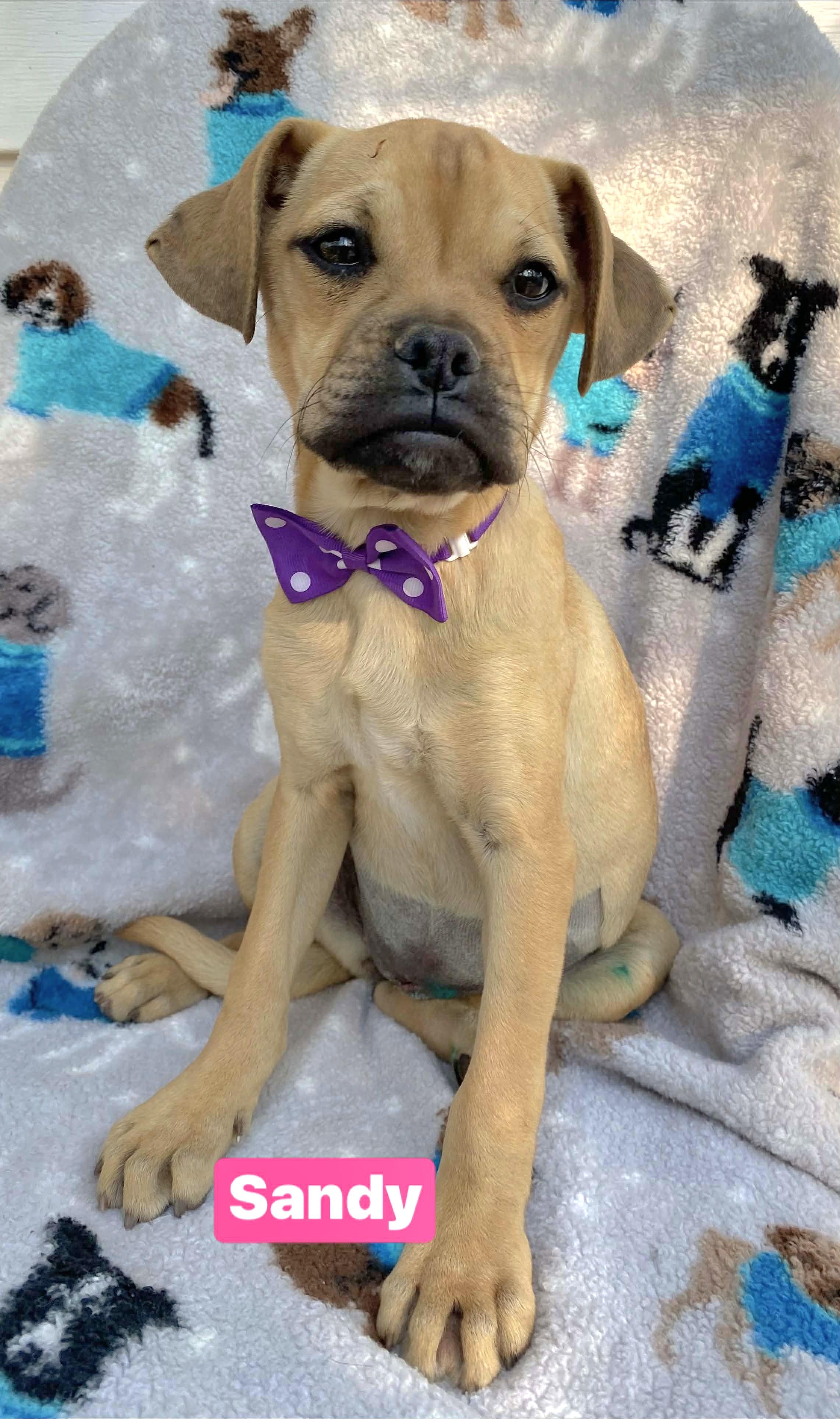 Sandy, adopted, Puppy Female Pug & Boxer.