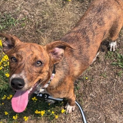 Diamond, ADOPTABLE, Puppy Female Mixed Breed.