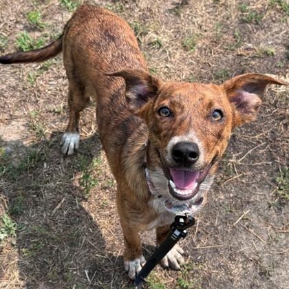 Diamond, Adoptable, Puppy Female Mixed Breed.
