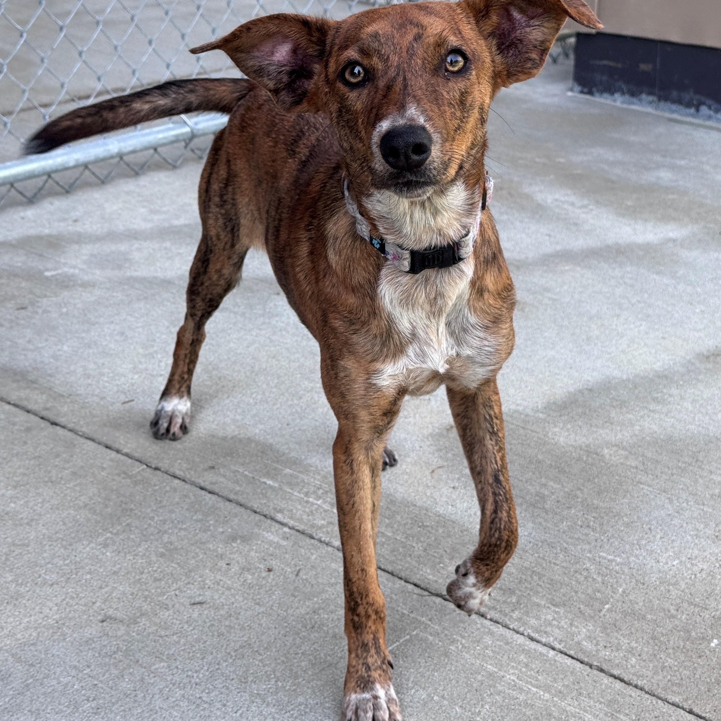 Enlarge Diamond, a Adoptable Mixed Breed in Hackensack, MN image 3/4