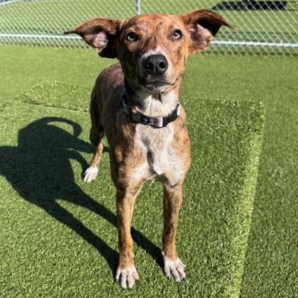 Enlarge Diamond, a ADOPTABLE Mixed Breed in Hackensack, MN image 2/2