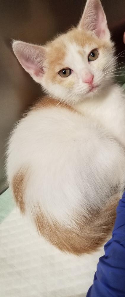 MARSHMALLOW, Adopted, Kitten Male Domestic Medium Hair.