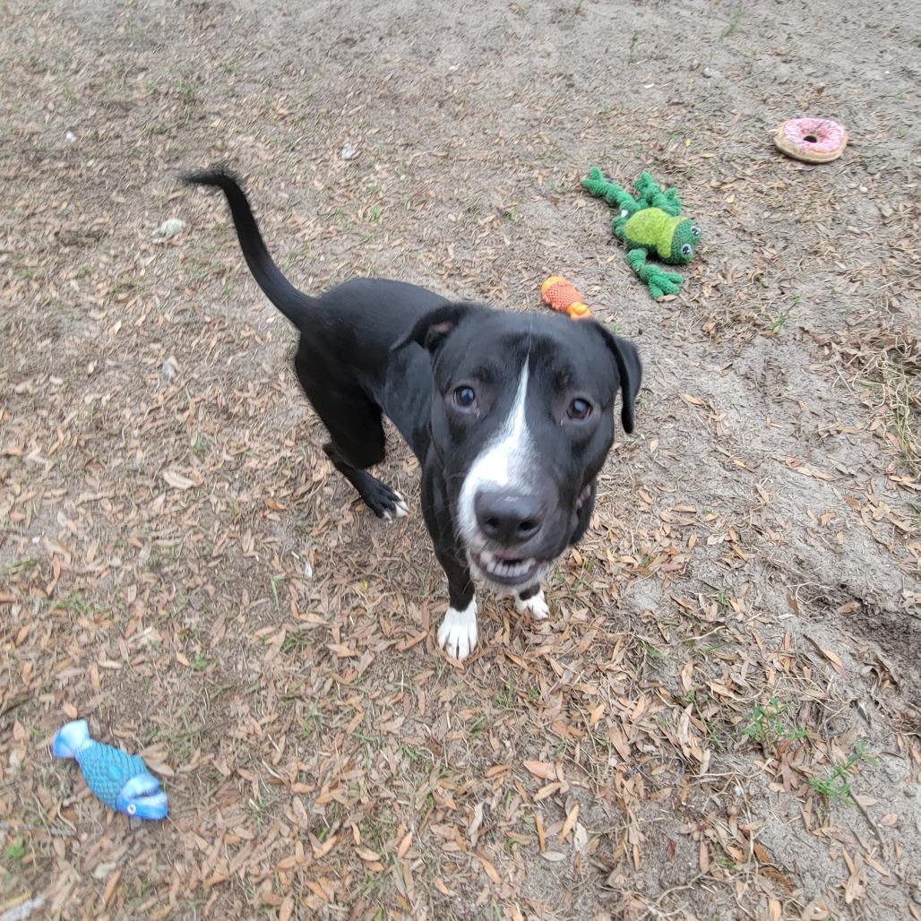 Enlarge Shadow, a Adoptable Black Labrador Retriever in Lake Panasoffkee, FL image 1/6
