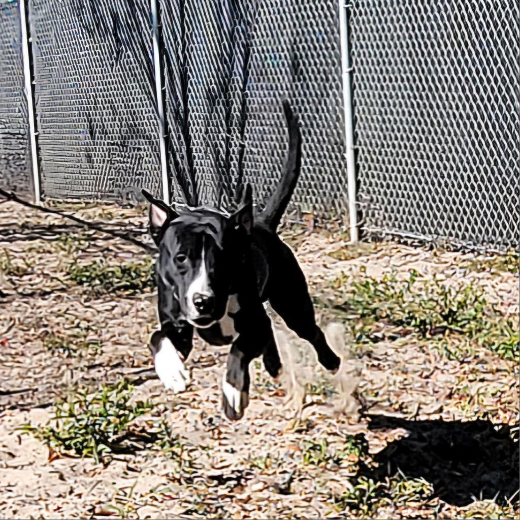 Enlarge Shadow, a Adoptable Black Labrador Retriever in Lake Panasoffkee, FL image 2/6