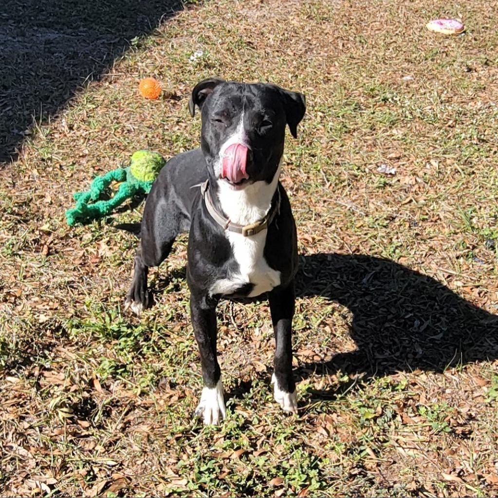 Enlarge Shadow, a Adoptable Black Labrador Retriever in Lake Panasoffkee, FL image 3/6