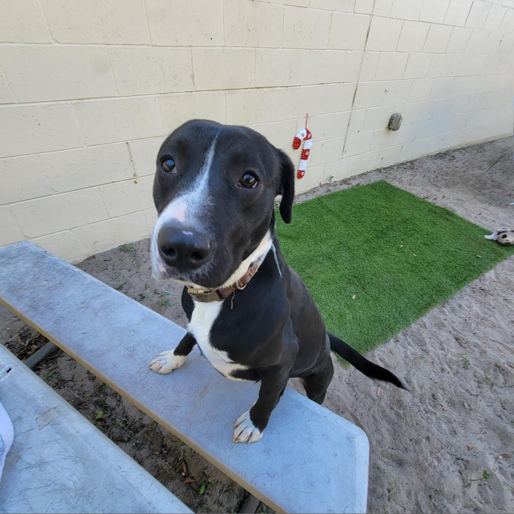 Enlarge Shadow, a Adoptable Black Labrador Retriever in Lake Panasoffkee, FL image 4/6
