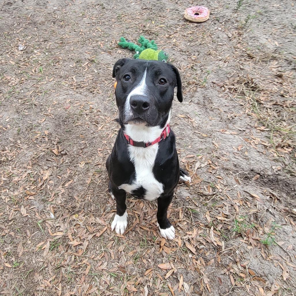 Enlarge Shadow, a Adoptable Black Labrador Retriever in Lake Panasoffkee, FL image 5/6