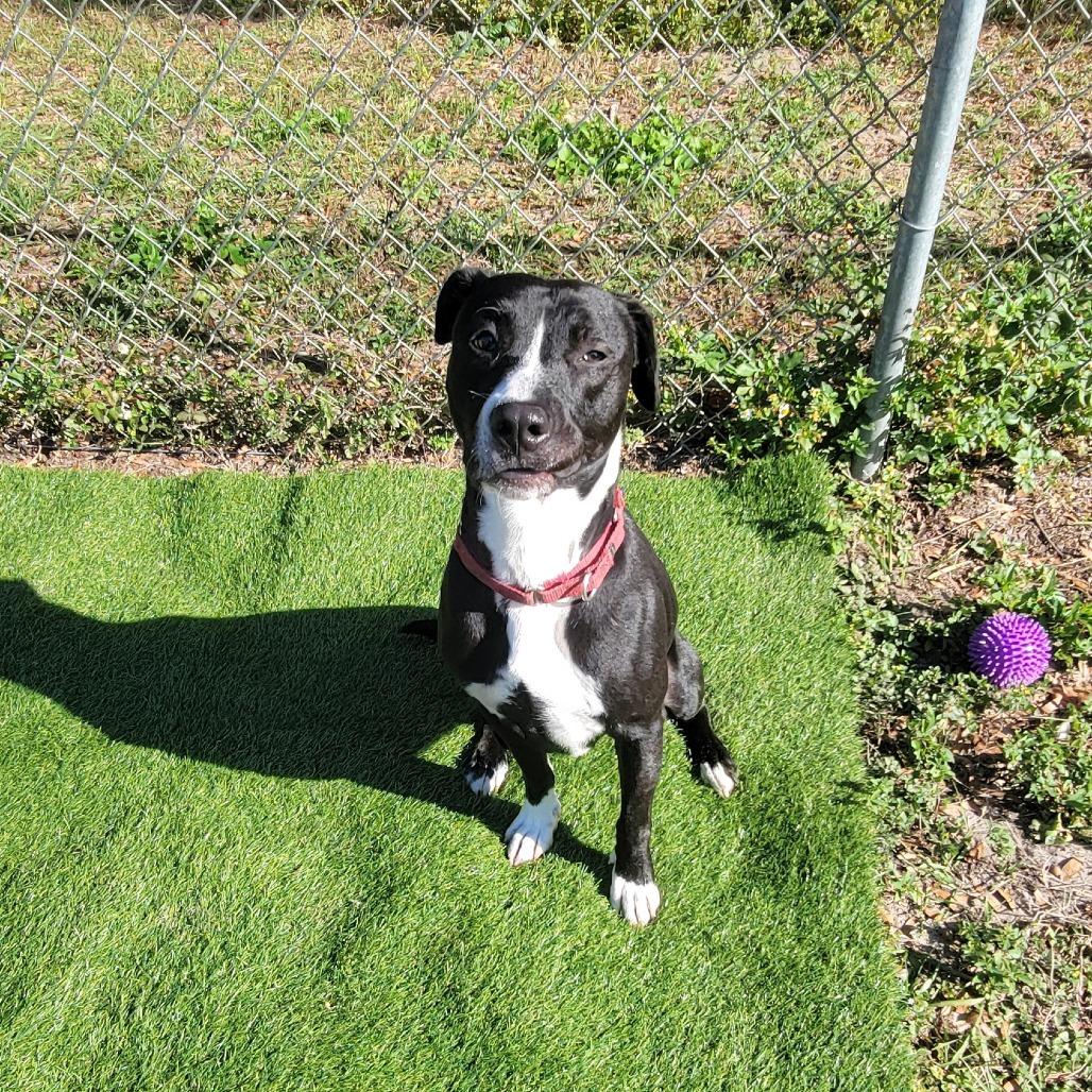 Enlarge Shadow, a Adoptable Black Labrador Retriever in Lake Panasoffkee, FL image 6/6