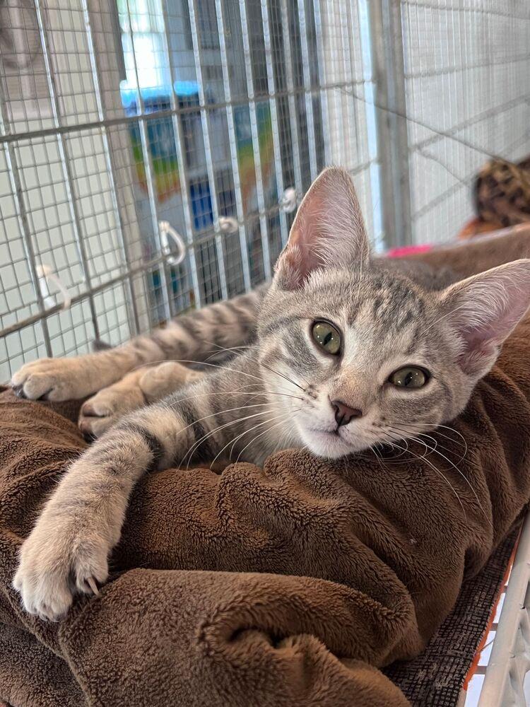 Rosie, Adoptable, Kitten Female Domestic Short Hair.