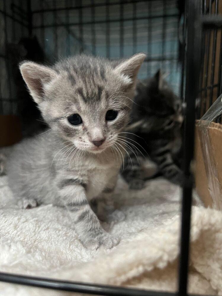 Rosie, a Adoptable Domestic Short Hair in McPherson, KS image 1/2