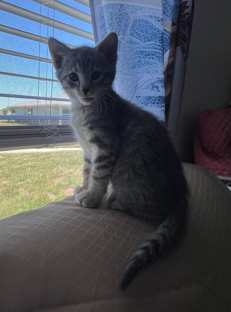 Rosie, a Adoptable Domestic Short Hair in McPherson, KS image 2/2