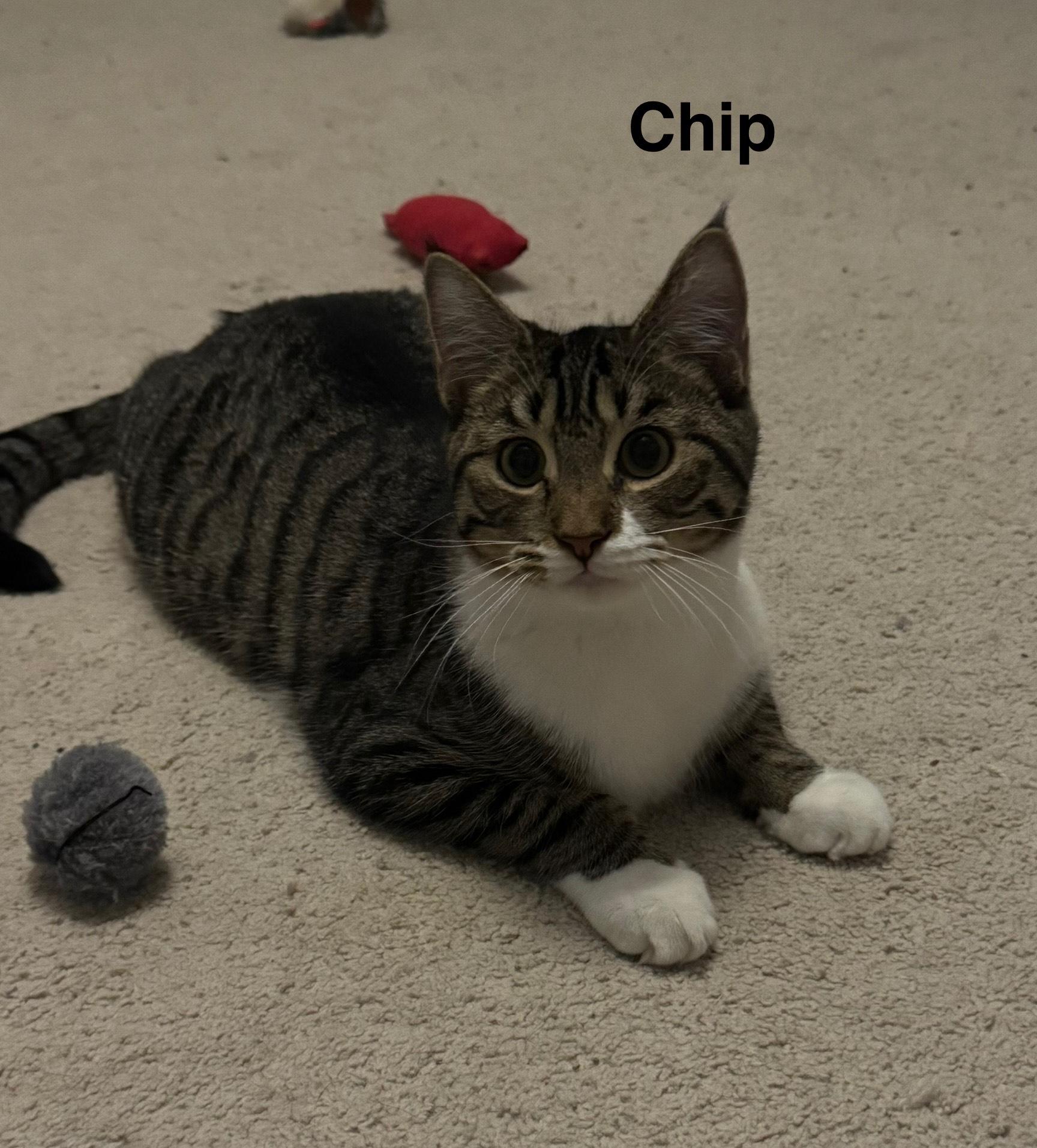 Chip & Biscuit 2