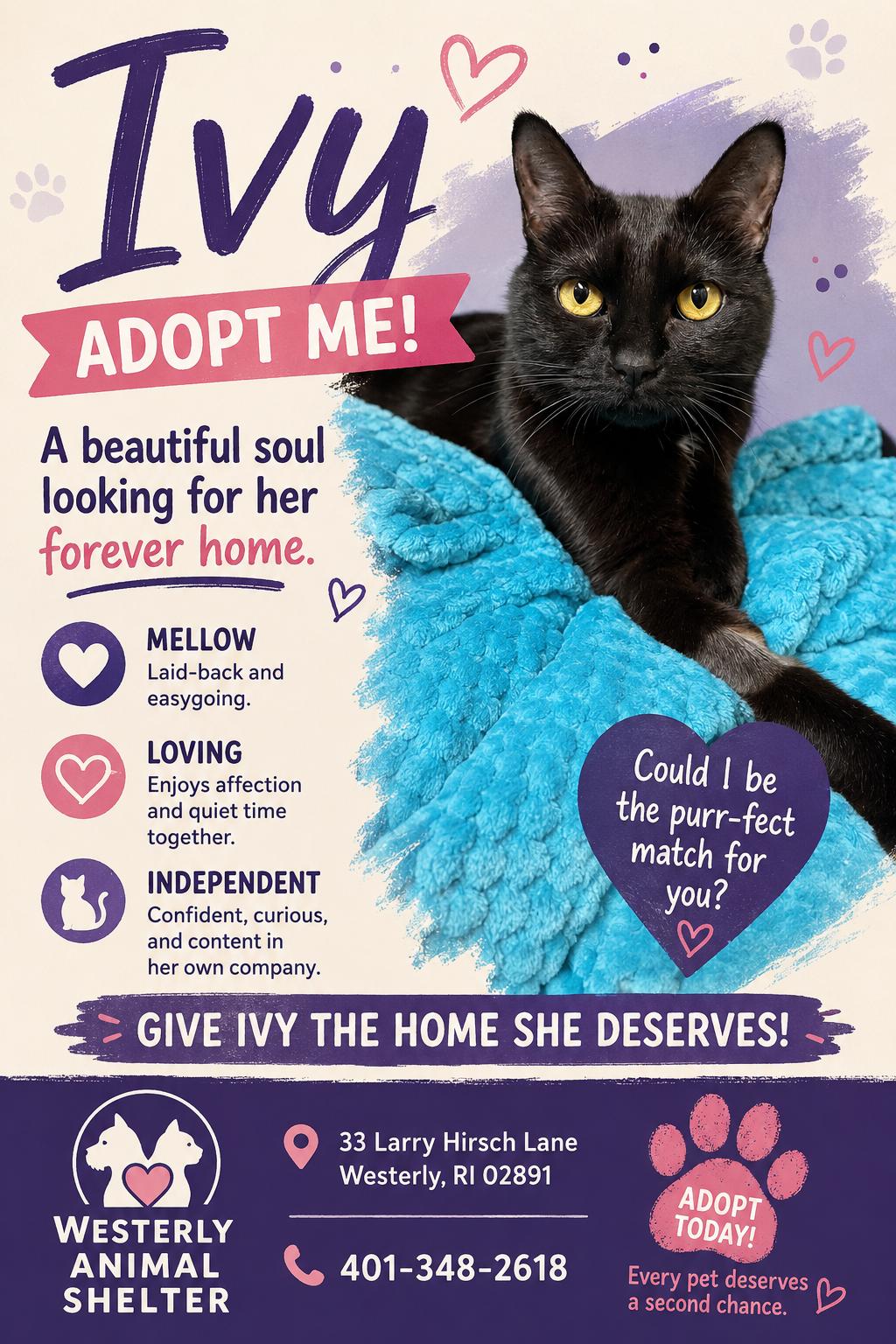 Ivy, adopted, Adult Female Domestic Short Hair.