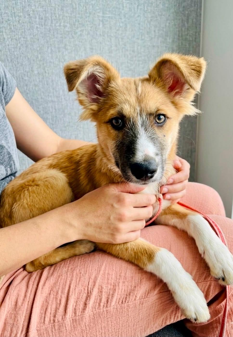 Foxy, a ADOPTABLE mixed breed in San Diego, CA image 2/4