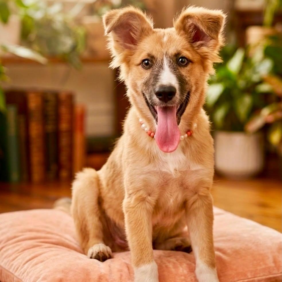 Foxy, a ADOPTABLE mixed breed in San Diego, CA image 3/4