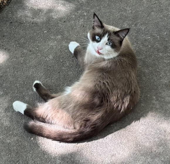 Ellie, a Adoptable Snowshoe in Fairfield, IA image 2/3
