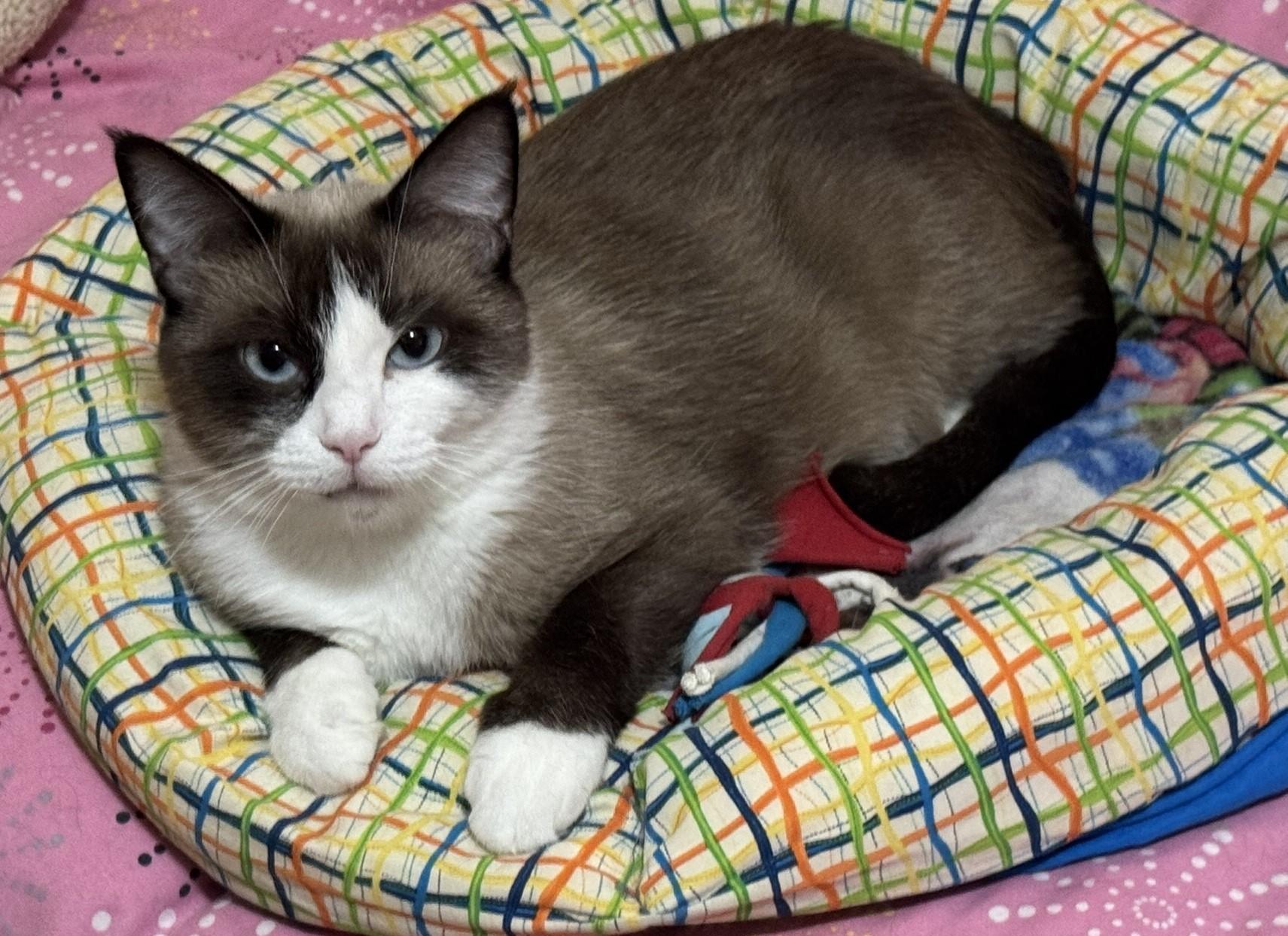 Ellie, a Adoptable Snowshoe in Fairfield, IA image 3/3