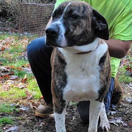 Enlarge Milo, a ADOPTABLE mixed breed in Mountain City, TN image 1/1