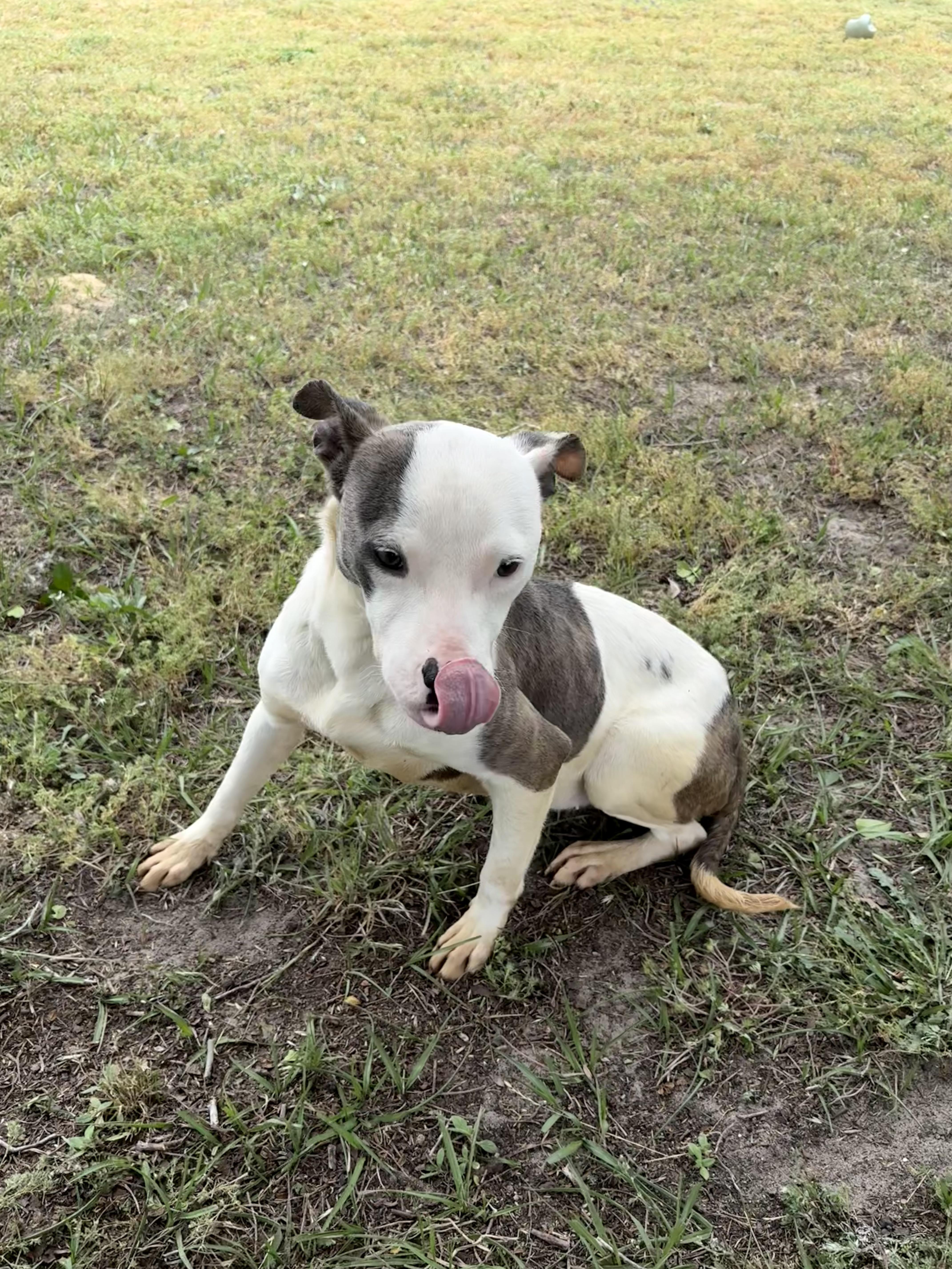Enlarge Sydney , a ADOPTABLE mixed breed in Valdosta, GA image 5/6