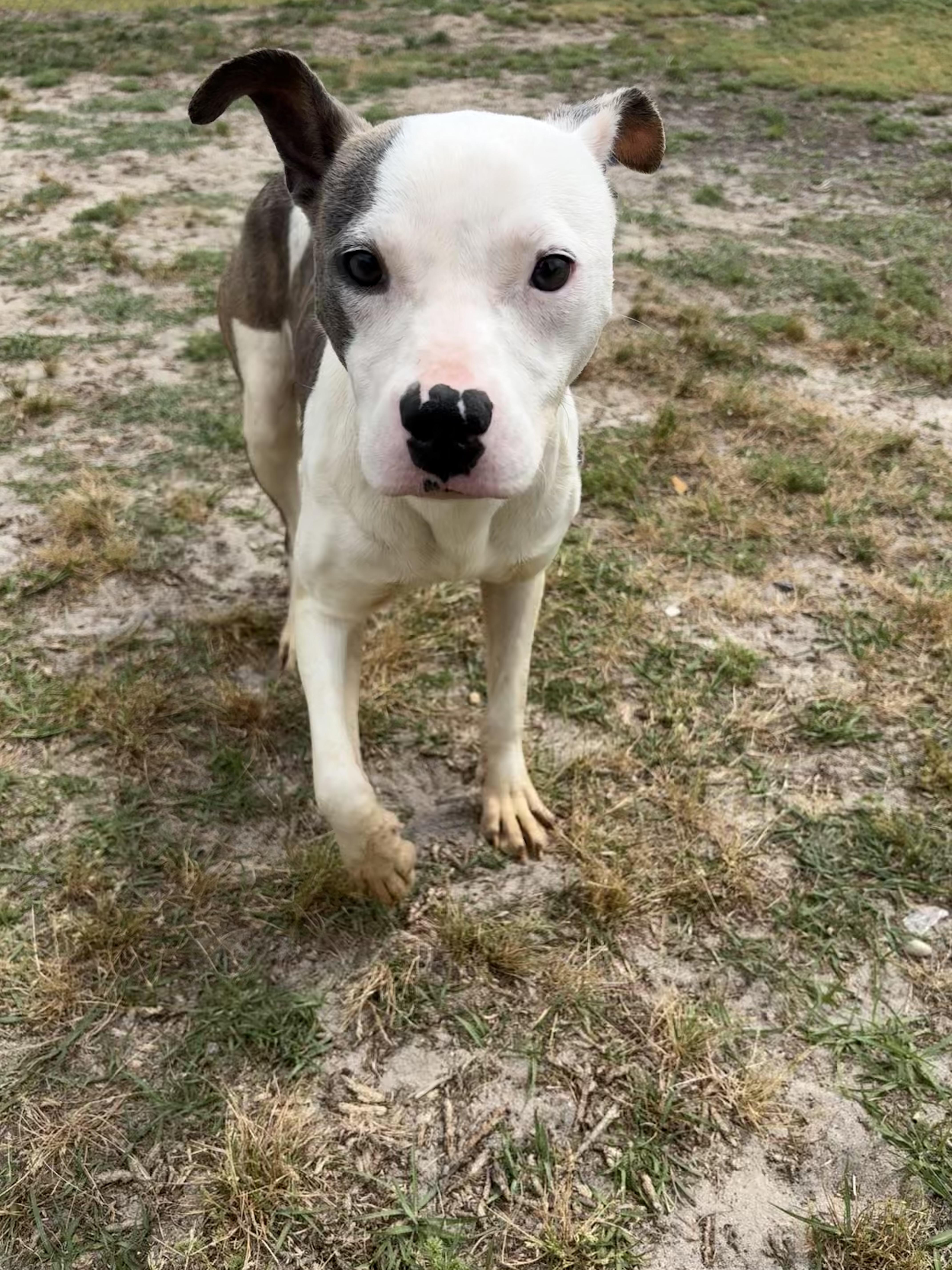 Enlarge Sydney , a ADOPTABLE mixed breed in Valdosta, GA image 6/6