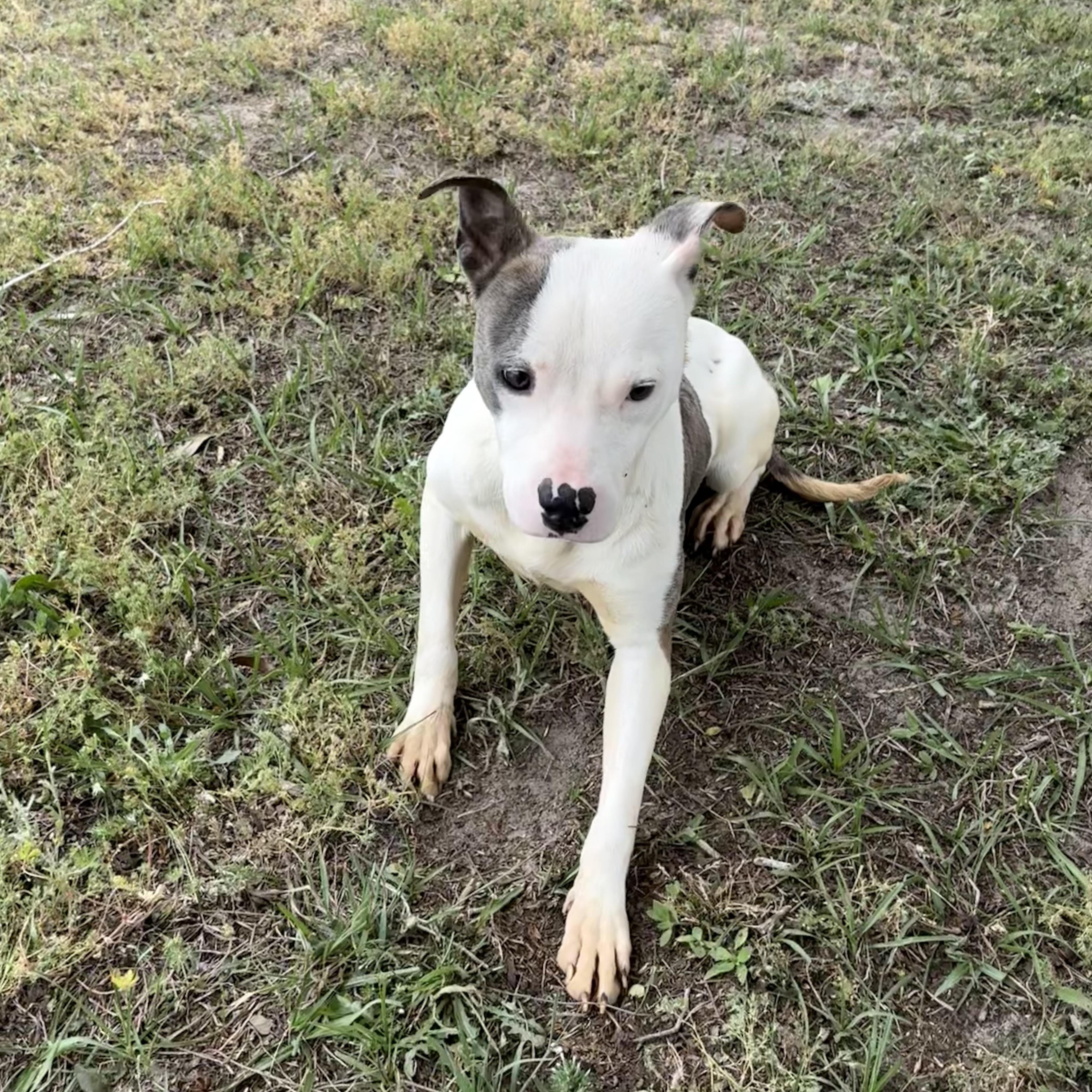 Enlarge Sydney , a ADOPTABLE mixed breed in Valdosta, GA image 3/6