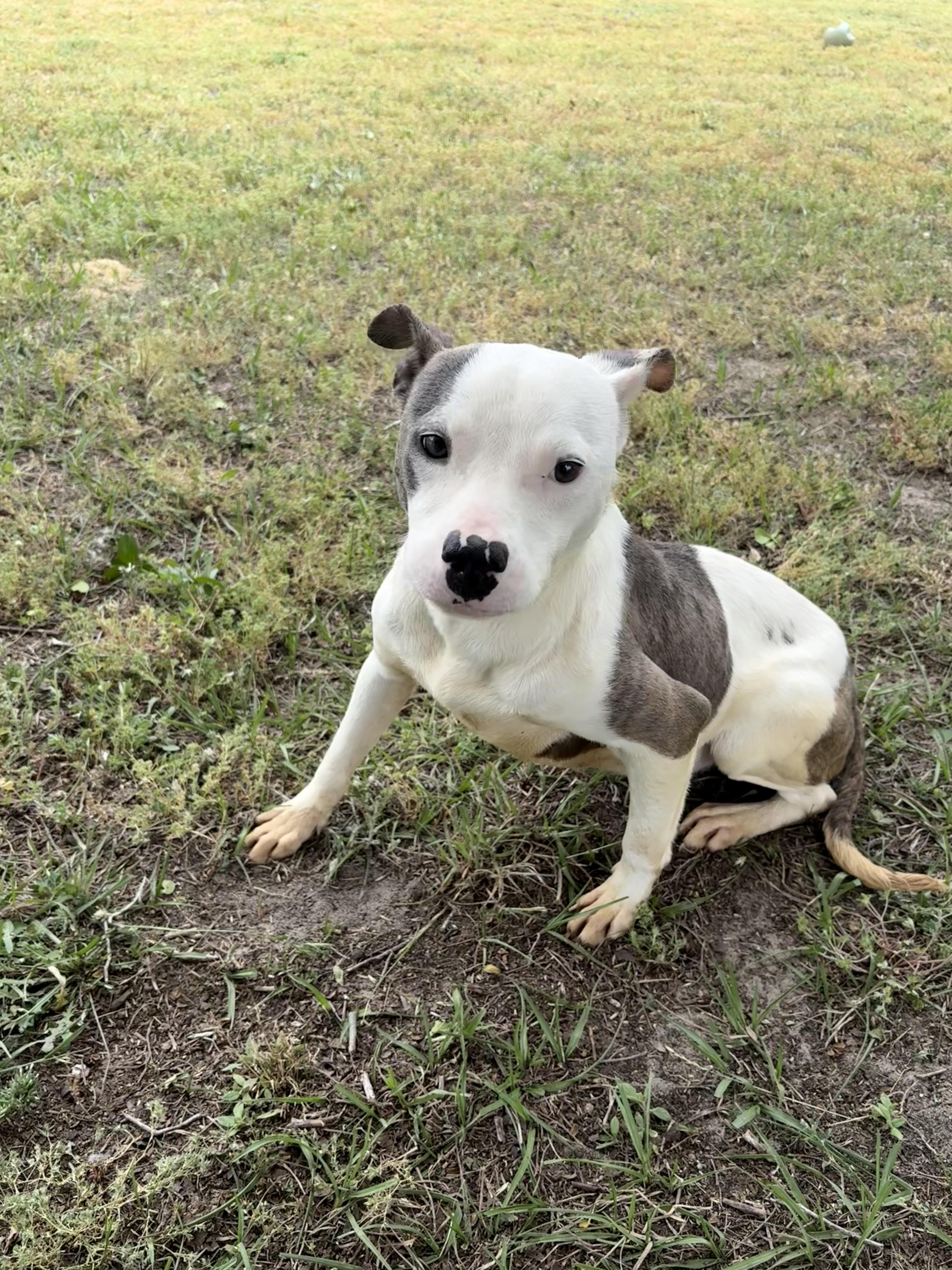 Enlarge Sydney , a ADOPTABLE mixed breed in Valdosta, GA image 2/6